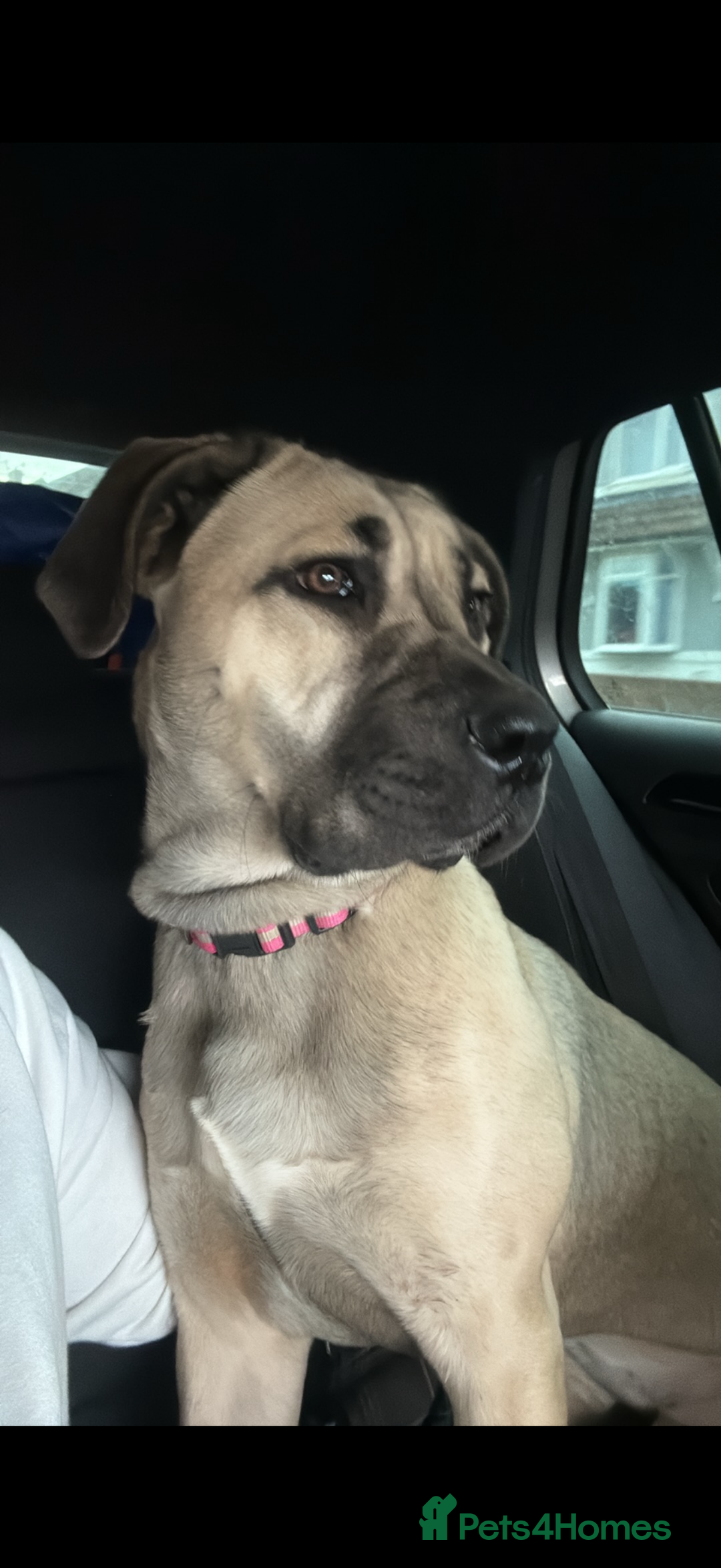 Mixed Breed dogs for sale: Narla  - Advert 3