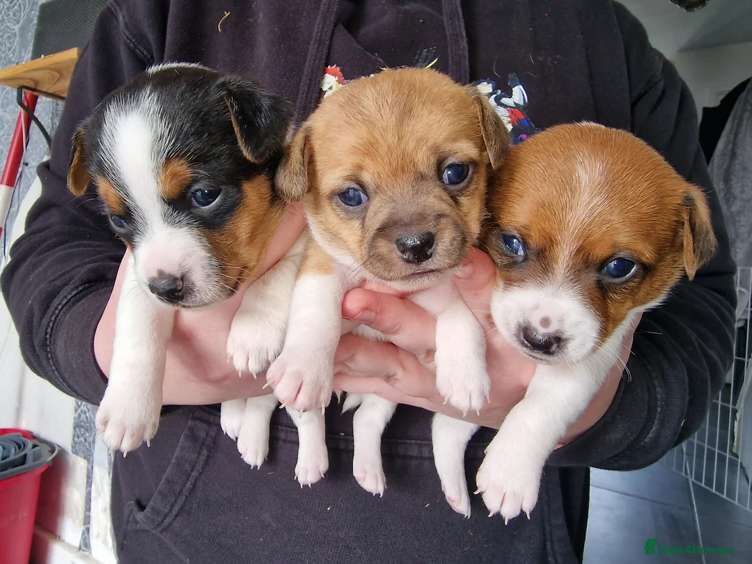 Jack Russell dogs for sale: Stunning smooth coat full jack russells  - Advert 1