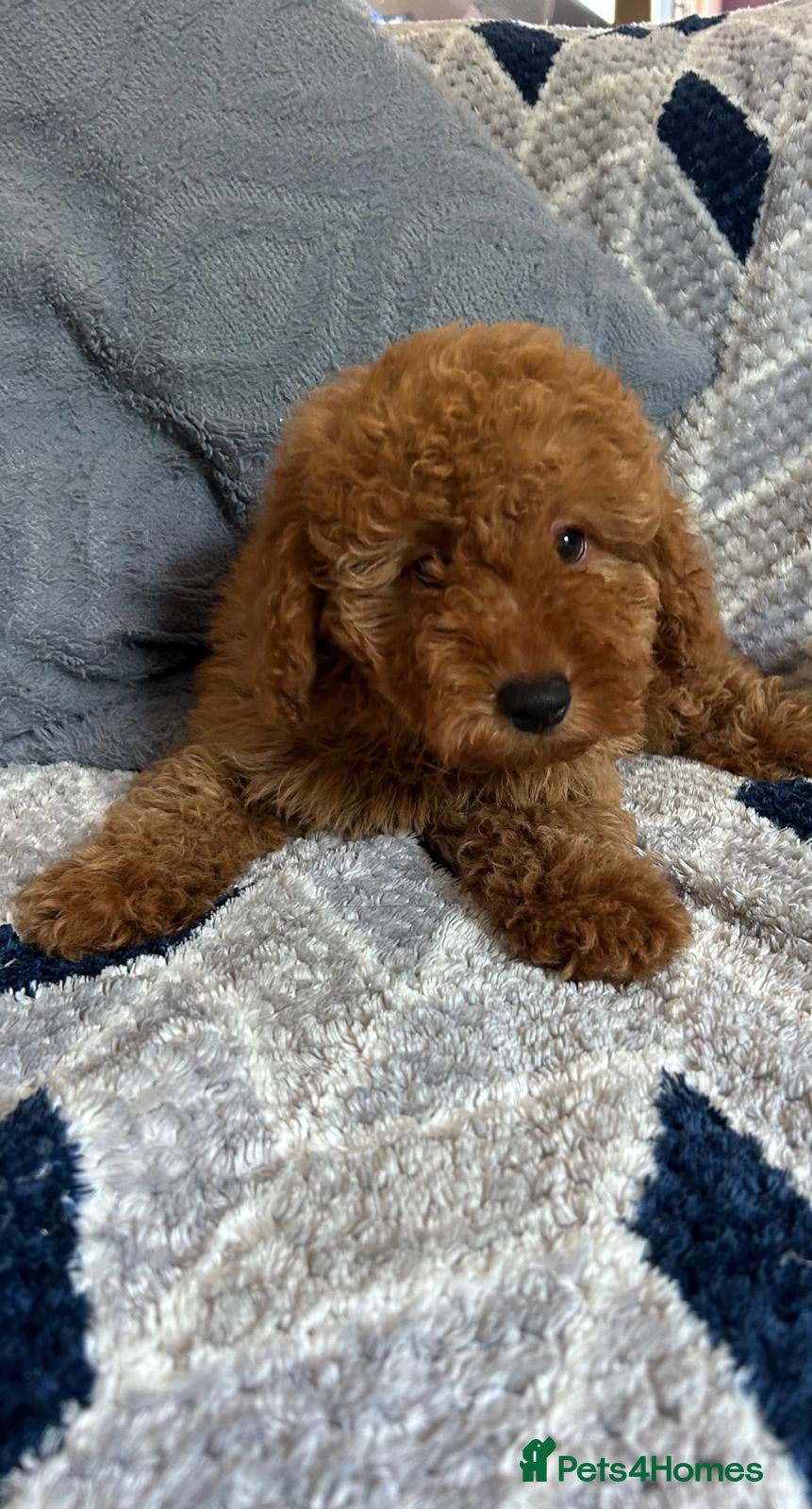Cockapoo dogs cockapoo puppy forsale  - Advert 2