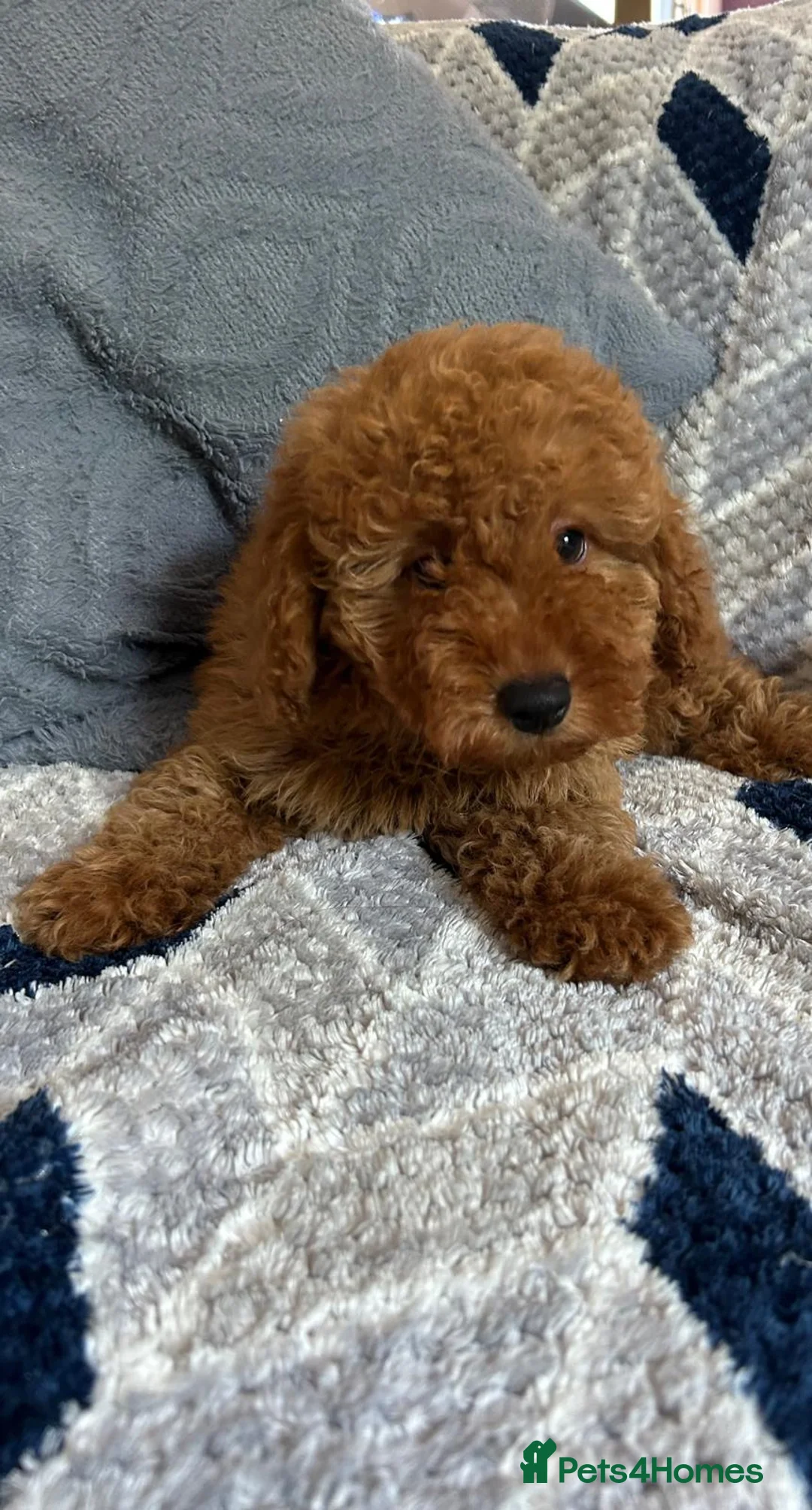 Cockapoo dogs for sale: cockapoo puppy forsale  - Advert 2