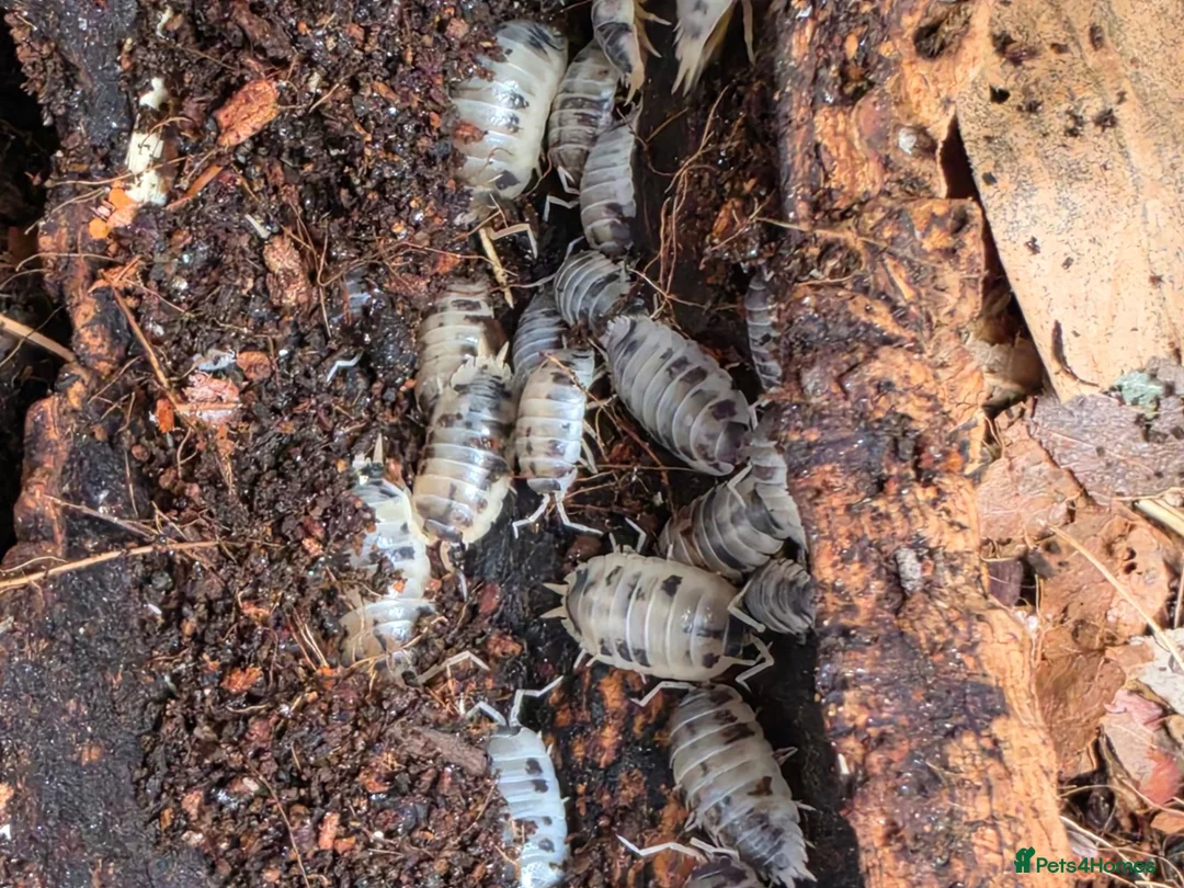 Isopods invertebrates for sale: Red panda and dairy cows isopods  - Advert 5