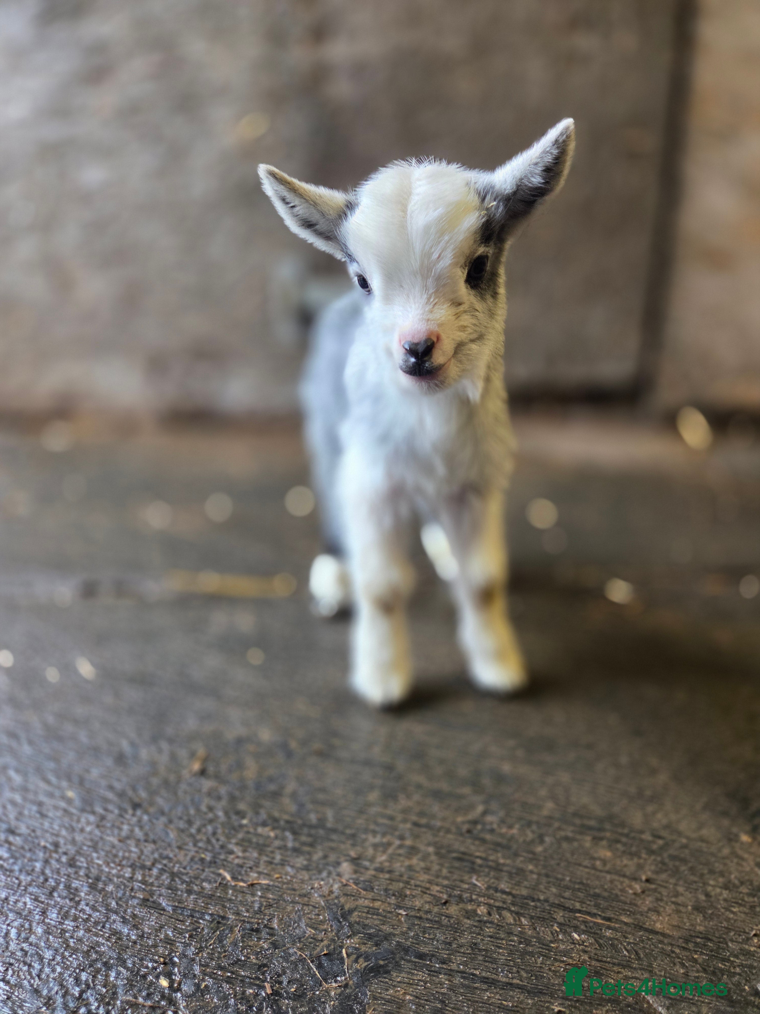 Goats livestock Stunning pygmy goat kids  - Advert 14