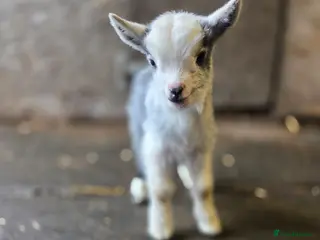 Goats livestock Stunning pygmy goat kids - Advert 14