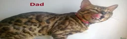 Mixed Breed cats for sale: Cute and Playful Kittens - Advert 6