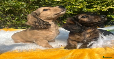 Miniature Dachshund dogs - Advert 16