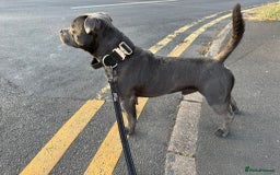 Staffordshire Bull Terrier dogs for stud: KC Registered Blue Staffy Stud–DNA Clear–Proven - Image 4