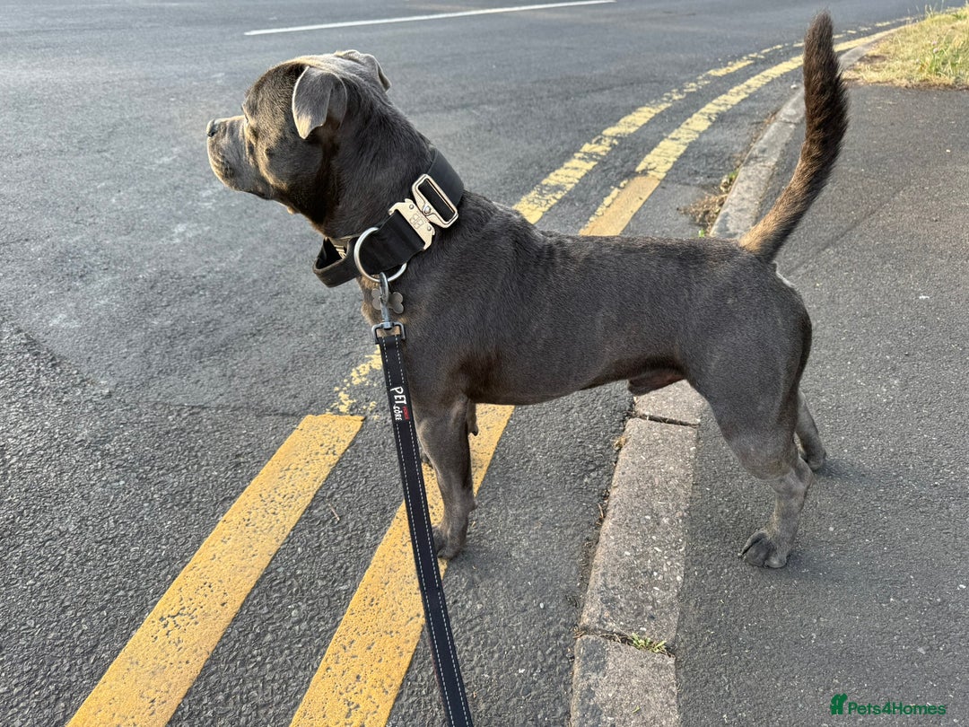 Staffordshire Bull Terrier dogs for stud: KC Registered Blue Staffy Stud–DNA Clear–Proven - Image 4