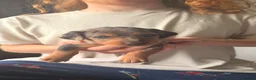Jackshund dogs for sale: Beautiful Jackshund Puppies 2 Boys & 2 Girls 🐶❤️ in Southam - Advert 13