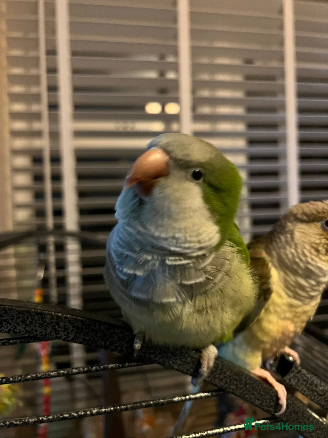Mixed Breed birds for sale: Beautiful pair of Quakers semi tamed breeding pair - Advert 1