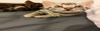 Bengal 1