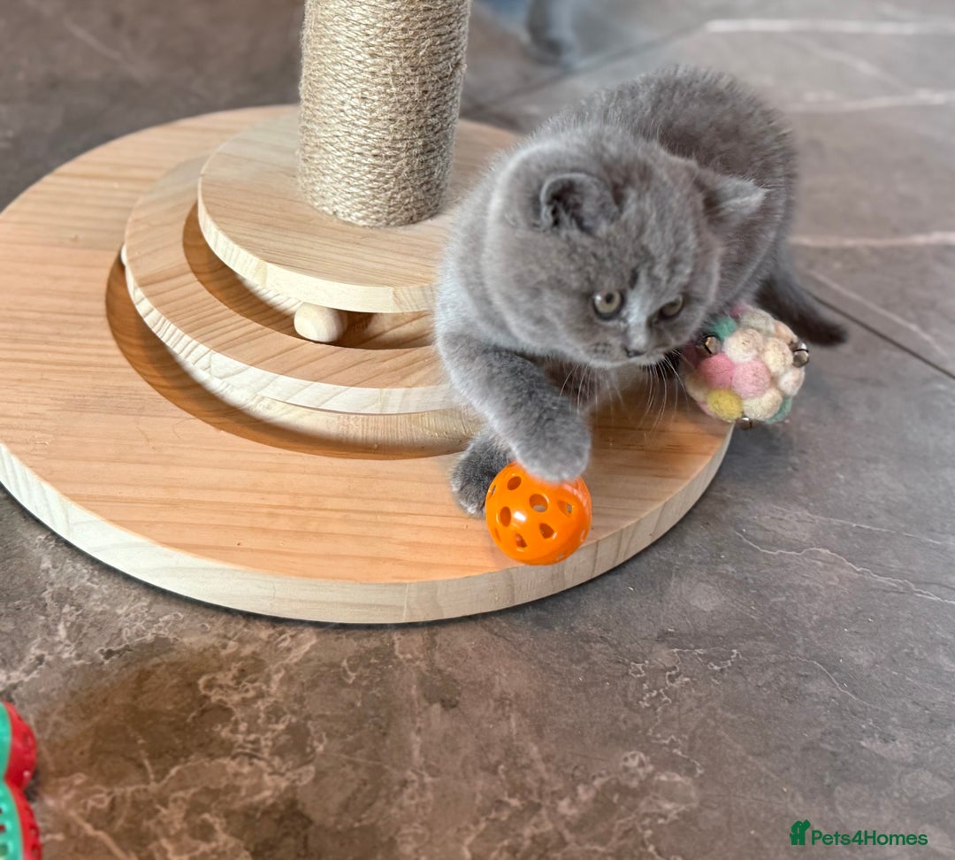 British Shorthair cats for sale: Champion mum & dad litter 1 🩵 & 1 🩷 - Image 9