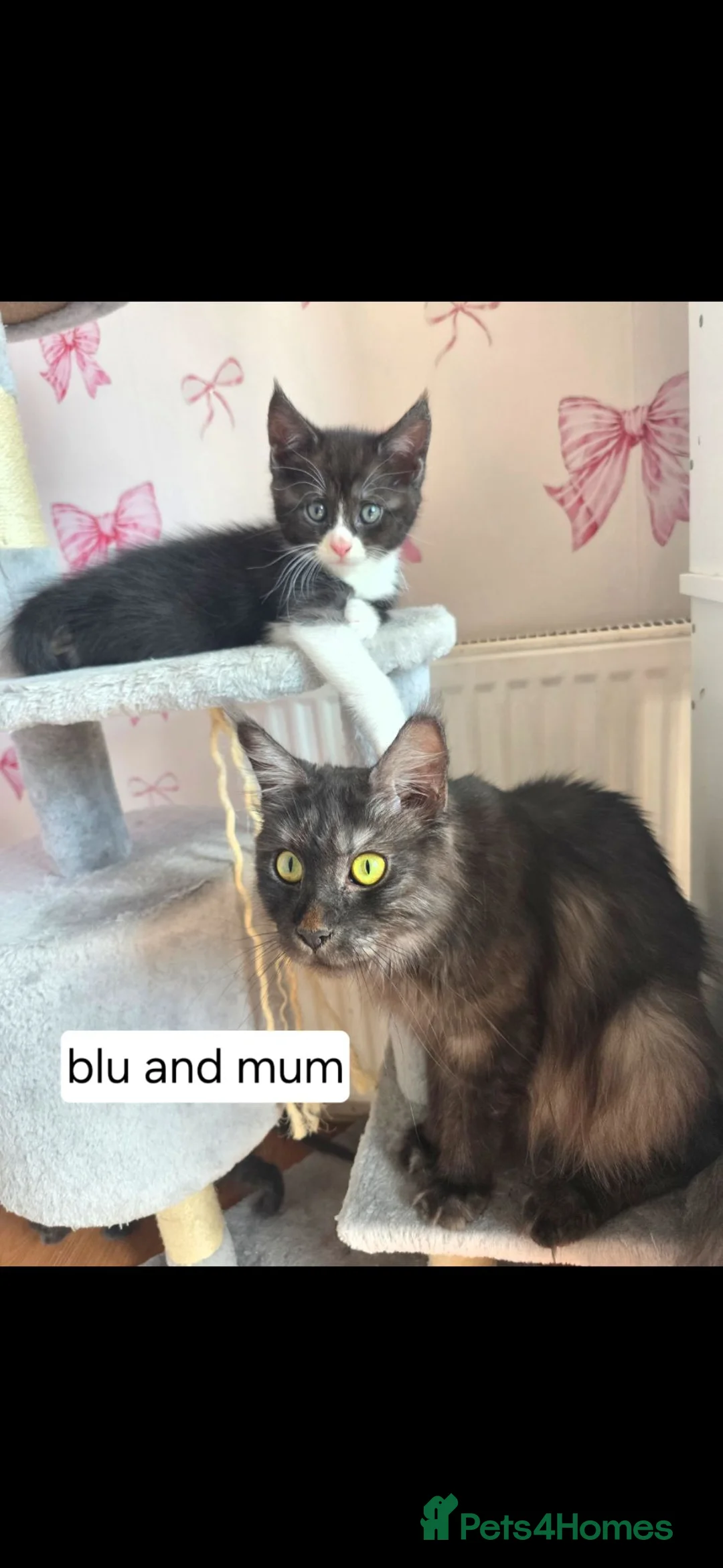 Maine Coon cats for sale: Mainecoon x babies ready now - Advert 23