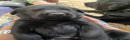 Labrador Retriever dogs for sale: Beautiful Black Labrador Puppies - Advert 13