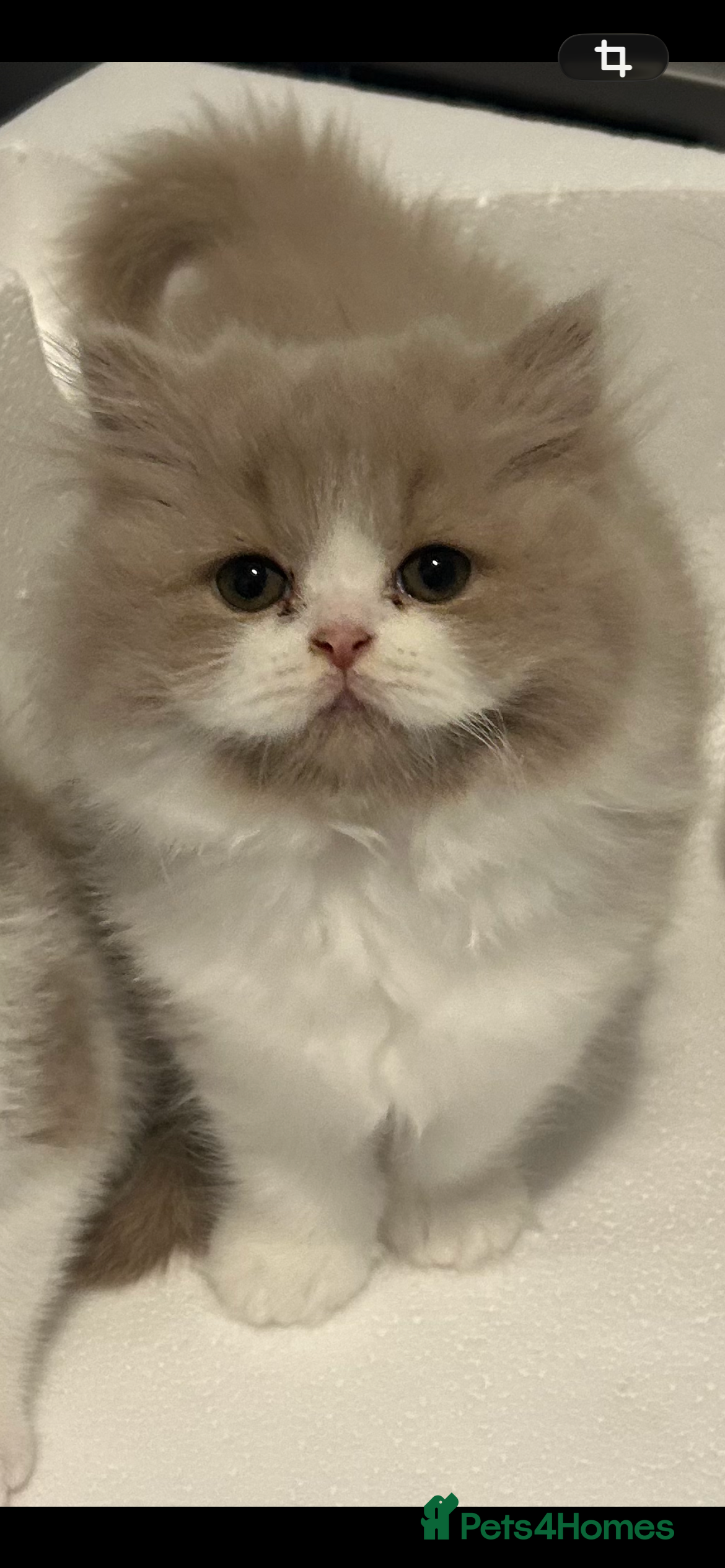 British Shorthair cats GCCF British’s shorthair & longhair - Advert 2