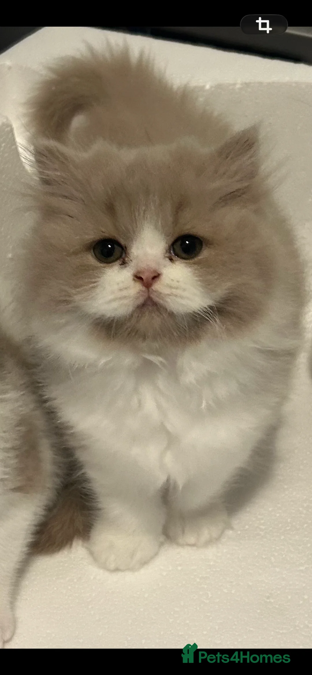 British Shorthair cats for sale: GCCF British’s shorthair & longhair - Advert 2