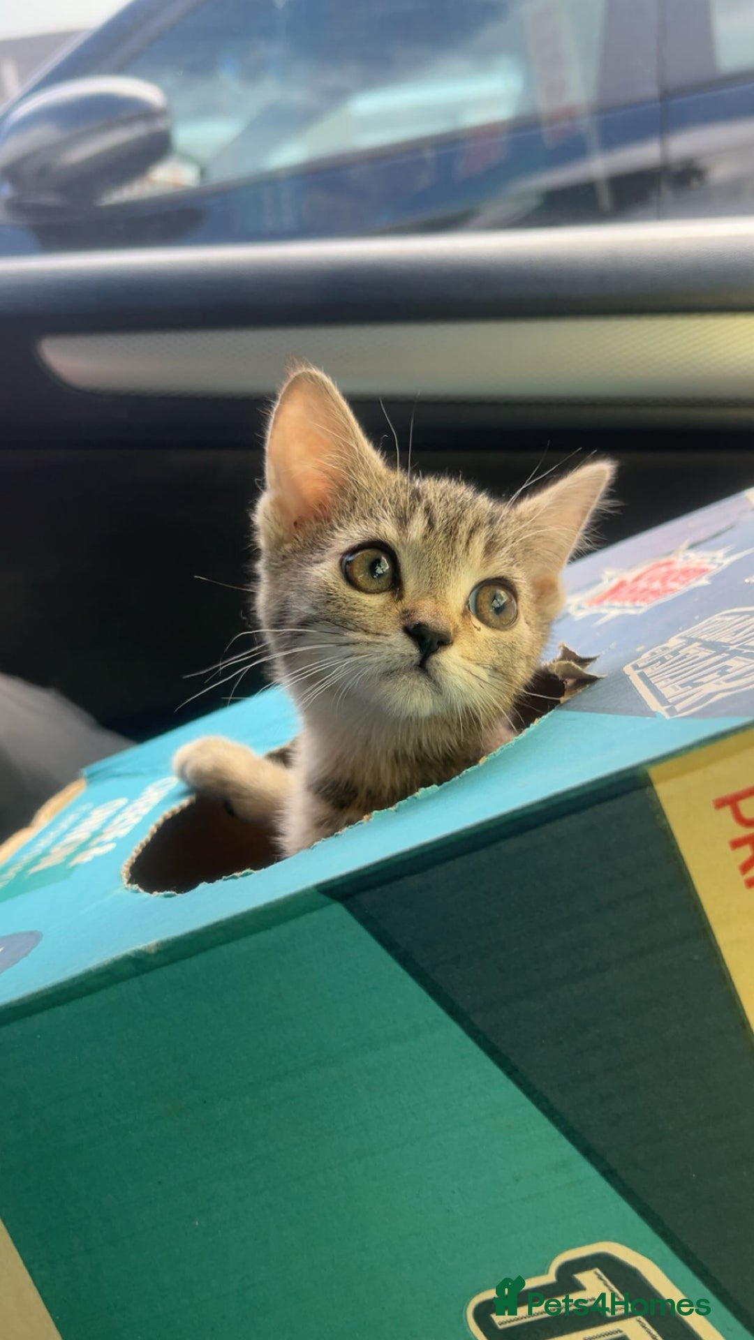 Mixed Breed cats for sale: 3 female kittens for sale - Image 2