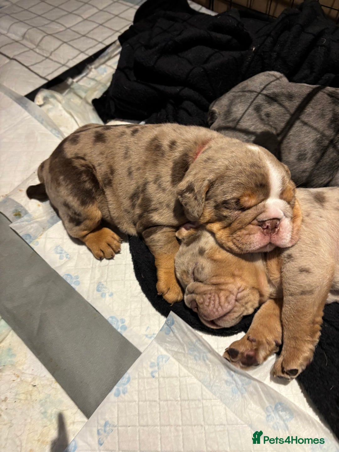 English Bulldog dogs for sale: Bulldog Puppies Champion bloodlines - Advert 13
