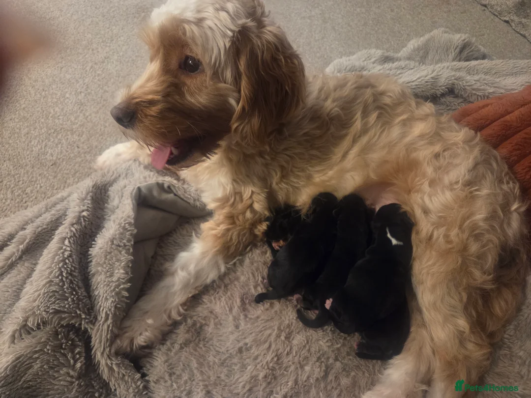 Mixed Breed dogs for sale: Yorkipoo - Advert 9