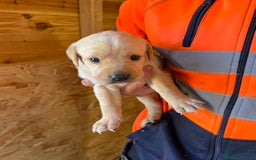 Labrador Retriever dogs for sale: Stunning kc registerd fox Red / Golders labradors  - Image 10