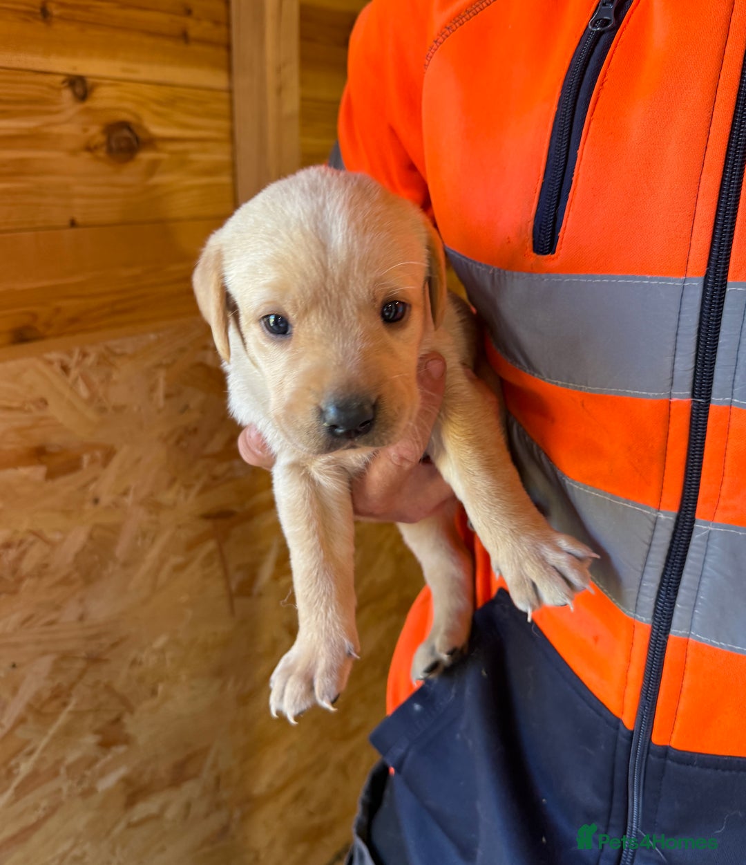 Labrador Retriever dogs for sale: Stunning kc registerd fox Red / Golders labradors  - Image 10