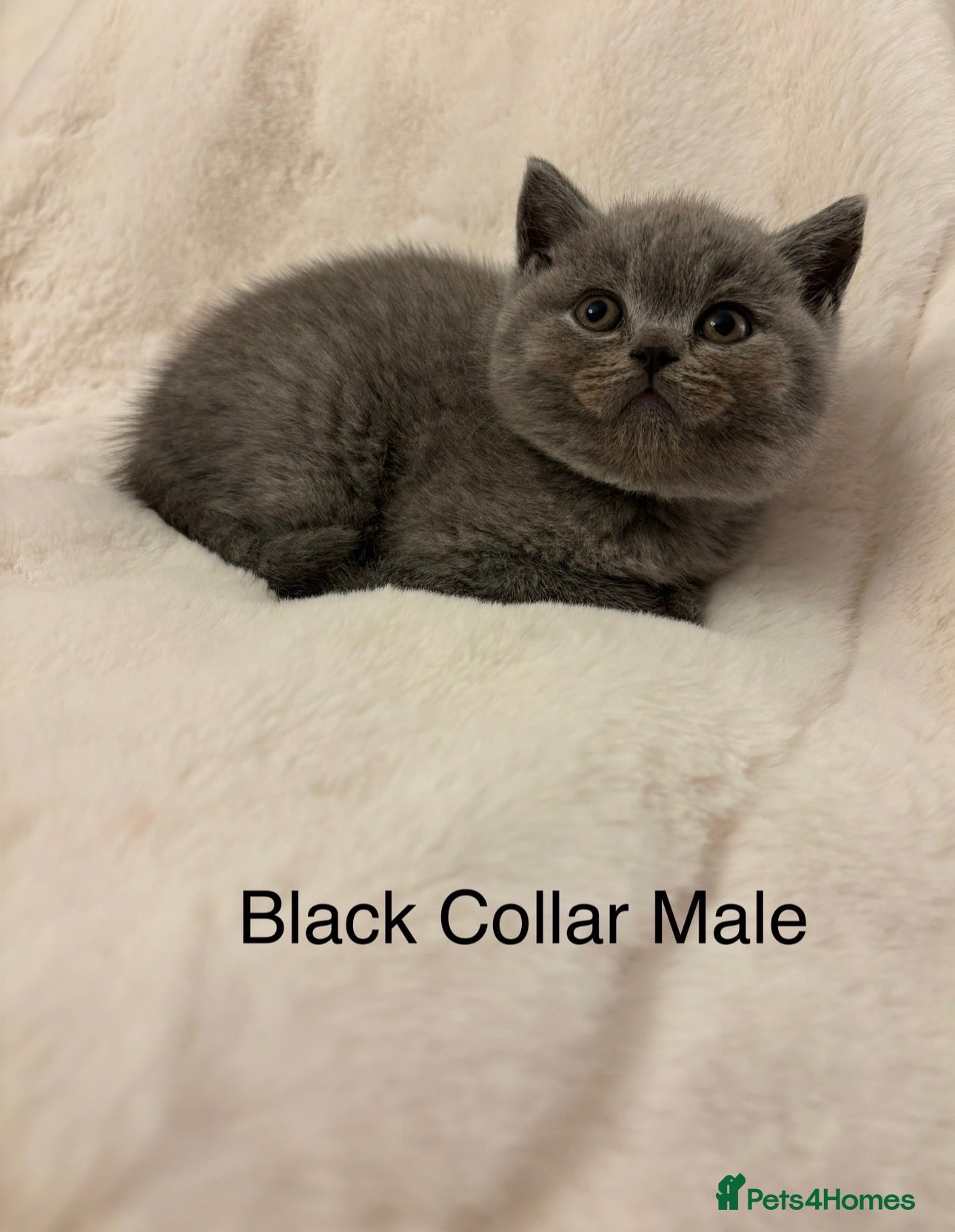 British Shorthair cats for sale: Chunky loving blue BSH kittens  - Advert 1