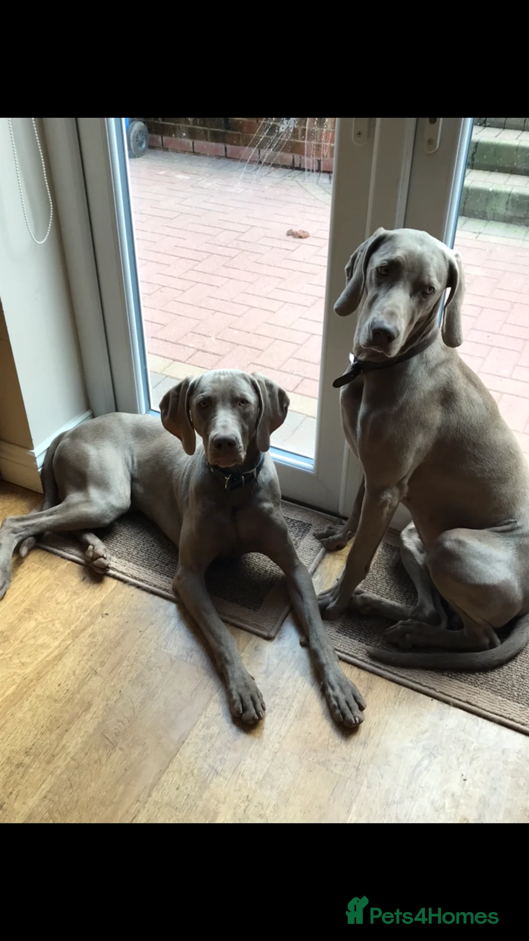 Weimaraner dogs for stud: Proven Weimaraner stud, 100% success rate in Tamworth - Advert 10
