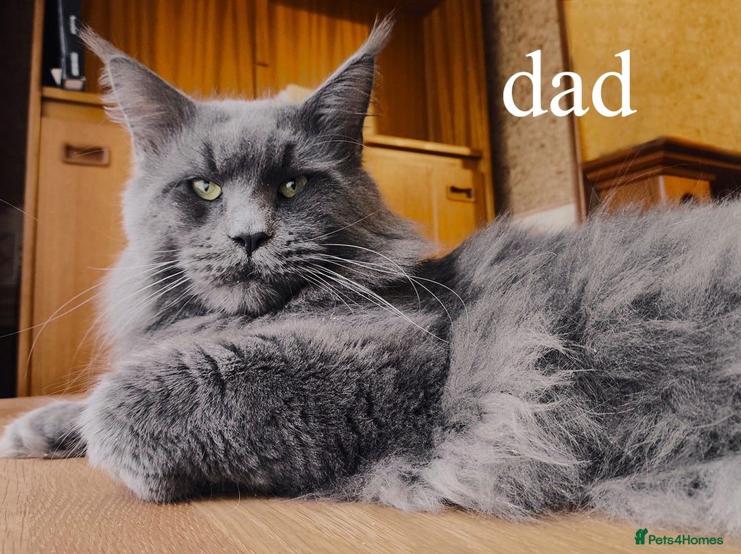 Maine Coon cats for sale: Blue Maine coon kittens - DNA health tested - Image 20