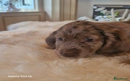 Cocker Spaniel dogs for sale: Cocker Spaniel puppies  - Image 17