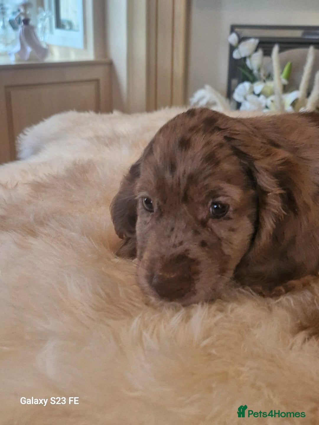 Cocker Spaniel dogs for sale: Cocker Spaniel puppies  - Image 17