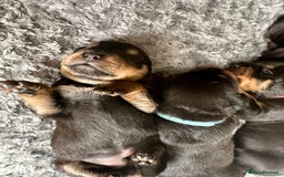 Rottweiler dogs for sale: Rottweiler puppies  - Advert 24