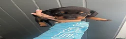 Dachshund dogs for sale: Dachshund puppies  - Advert 10
