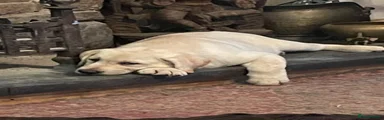Labrador Retriever 1