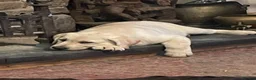 Labrador Retriever dogs for sale: Pick of the litter - Advert 2