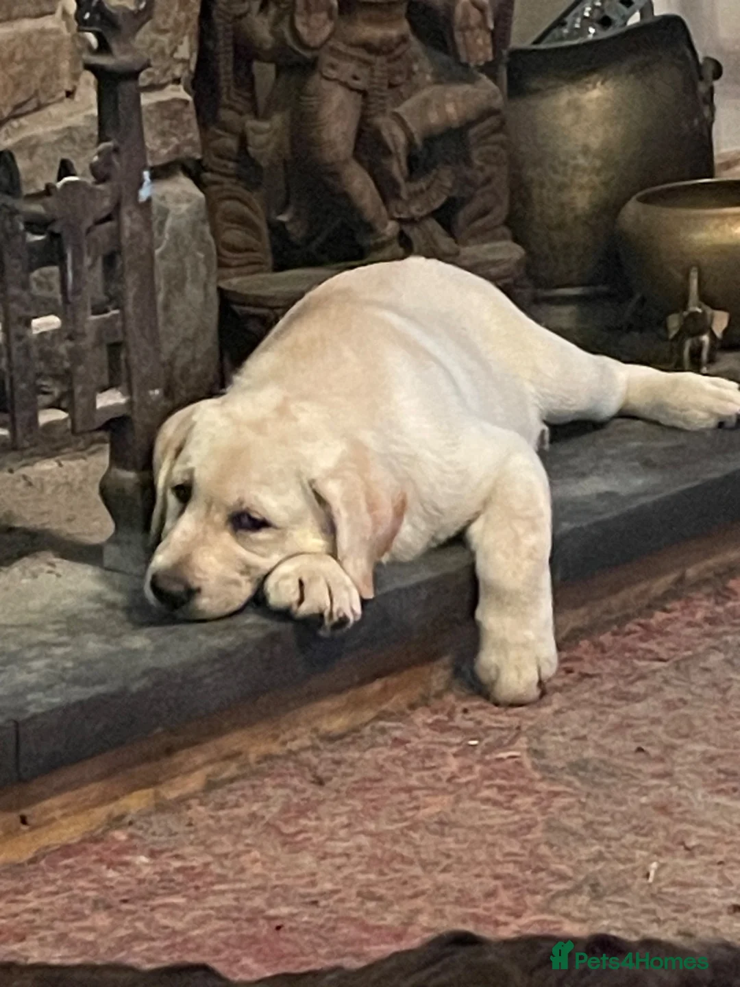 Labrador Retriever dogs for sale: Pick of the litter - Advert 2