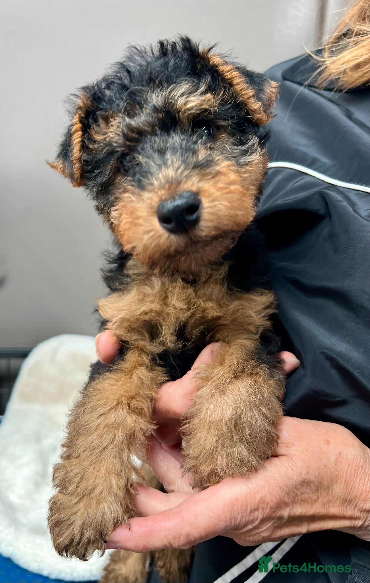 Welsh Terrier dogs Female KC Reg PLL Clear Welsh Terrier Puppy - Advert 6