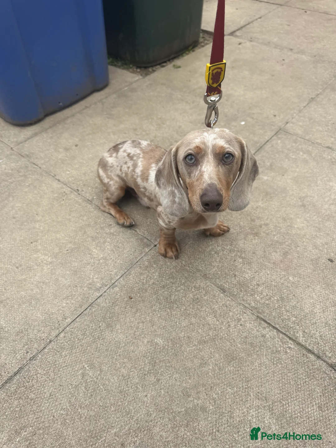 Dachshund dogs for stud: *Stud Only* Isabella Dapple Miniture Dachaund in Doncaster - Advert 4