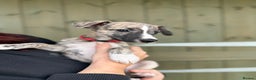 Whippet dogs for sale: Whippets  - Advert 6