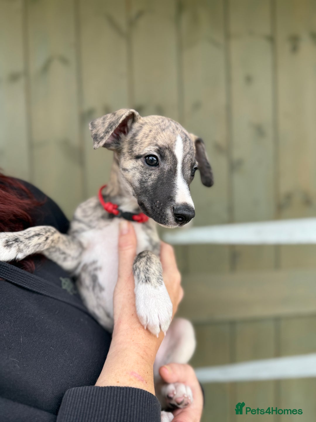 Whippet dogs for sale: Whippets  - Advert 6