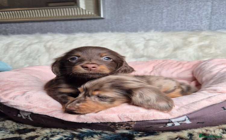 Miniature Dachshund dogs - Advert 2
