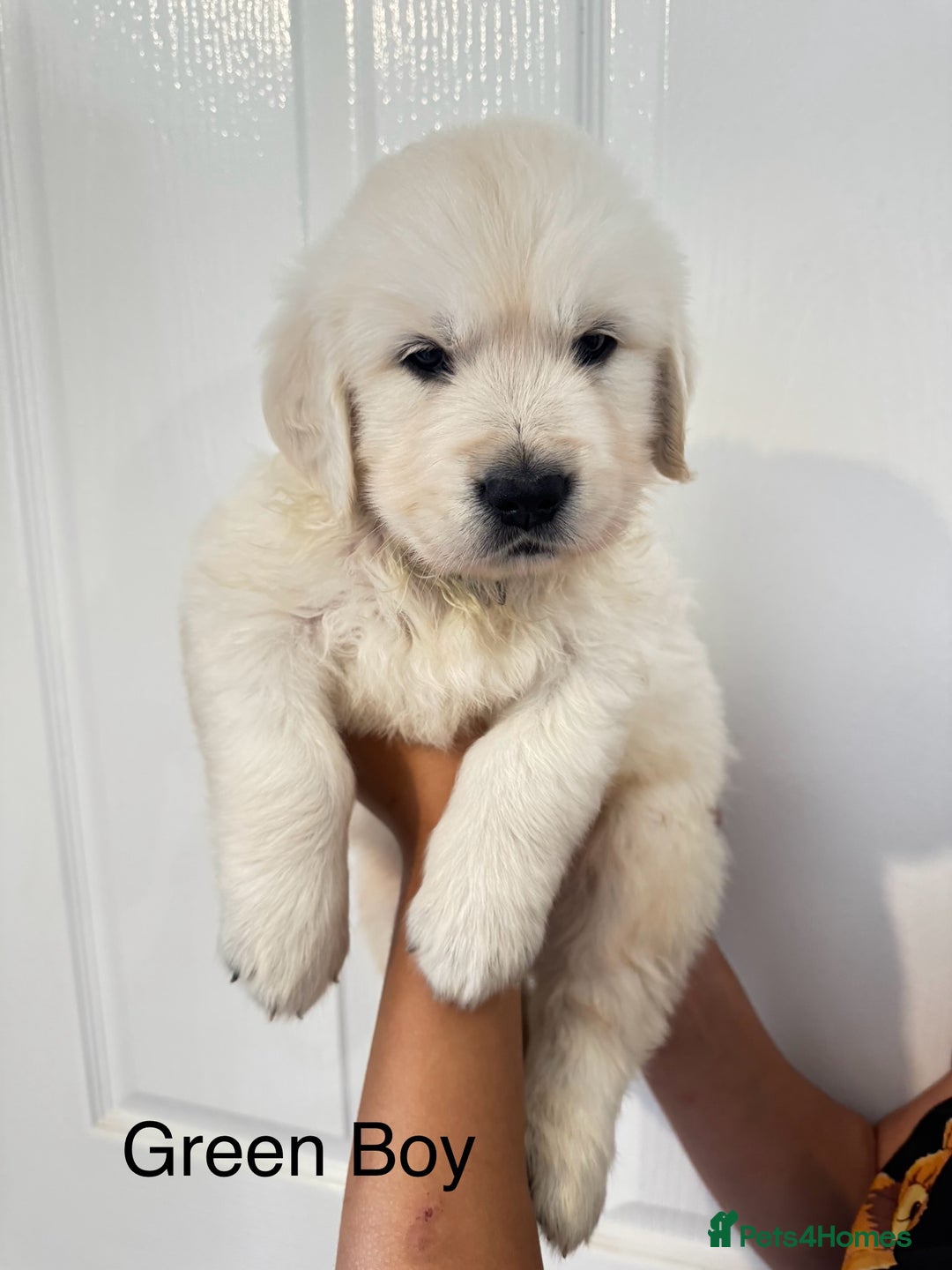 Golden Retriever dogs for sale: Stunning champion blood golden retriever  - Image 10