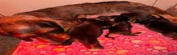 Miniature Dachshund dogs for sale: Two Stunning Mini Wire Haired Dachshund - Advert 7