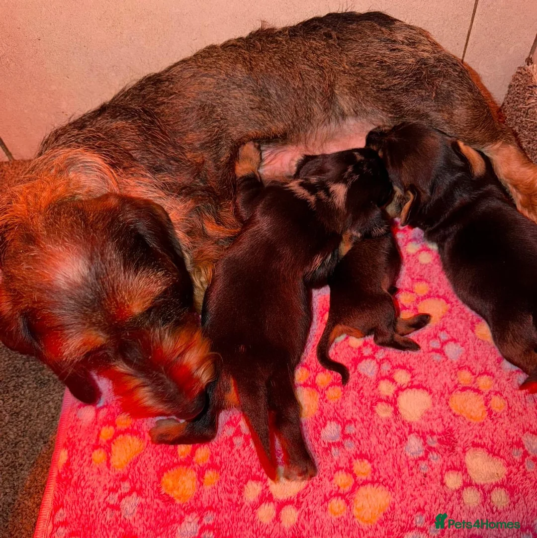 Miniature Dachshund dogs for sale: Two Stunning Mini Wire Haired Dachshund - Advert 7