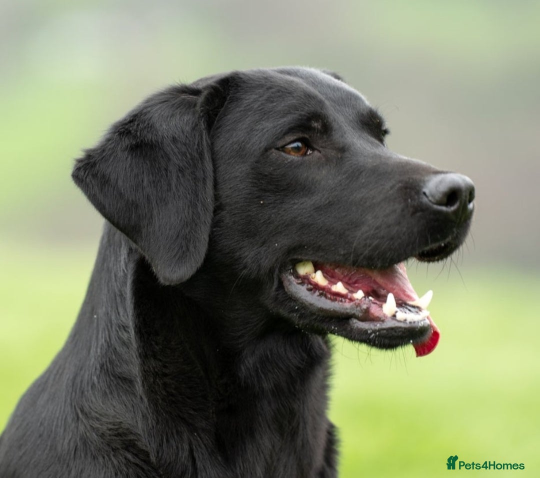 Labrador Retriever dogs for sale: KC Registered Health Tested Red & Black Labs - Image 7