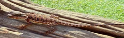 Bearded Dragon reptiles for sale: Black bloodline 100% red monster bearded dragons  - Advert 10