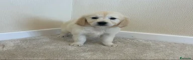 Golden Retriever 5