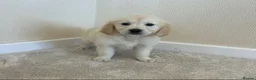 Golden Retriever dogs for sale: Golden retriever puppies  in Attleborough - Advert 6