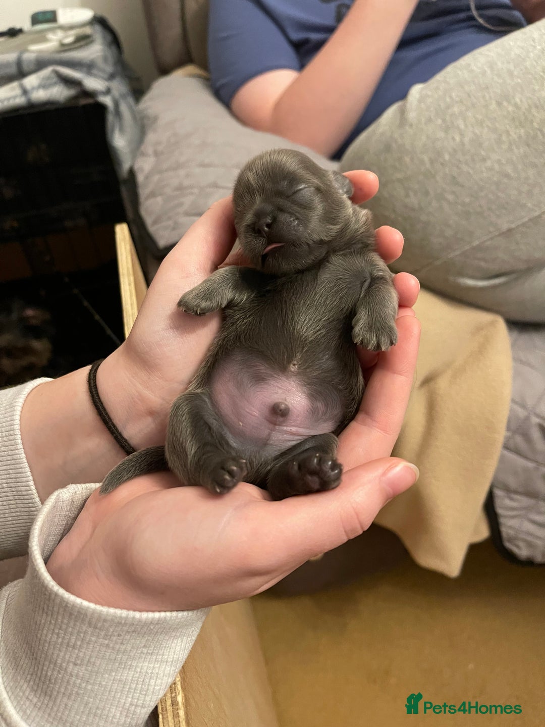 Shih Tzu dogs for sale: imperial karishishi shih tzu - Advert 20