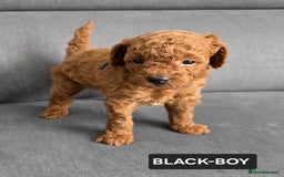 Toy Poodle dogs for sale: STUNNING RED TOY POODLE 🤩🐶 - Image 22