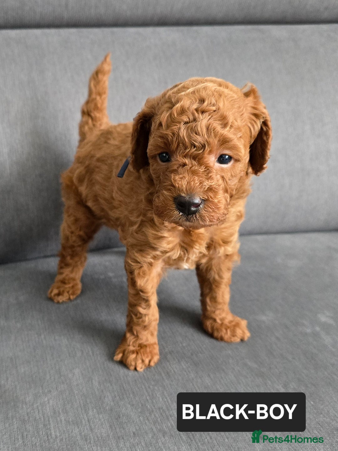 Toy Poodle dogs for sale: STUNNING RED TOY POODLE 🤩🐶 - Image 22