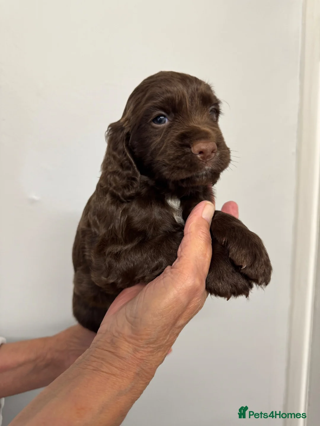 Cocker Spaniel dogs for sale: Working cocker spaniel puppies - Advert 18